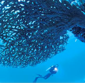 underwater diver holding a light at underwater plant